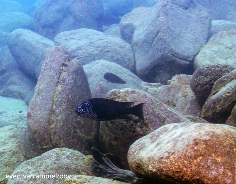 Petrochromis sp. 'texas' Mahale Mountains NP